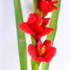 Artificial Flower 13*104CM GLADIOLUS GS-12820004-R1
