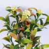 Artificial Flower 17*31CM Leaves bouquet*3 GS-54020040