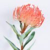 Artificial Flower 11*56CM Singel Leucospermum GS-39120002-R1