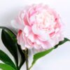 Artificial Flower 20*64CM Singel Peony GS-39120020-P1 1 Artificial Flower 20*64CM Singel Peony GS-39120020-P1