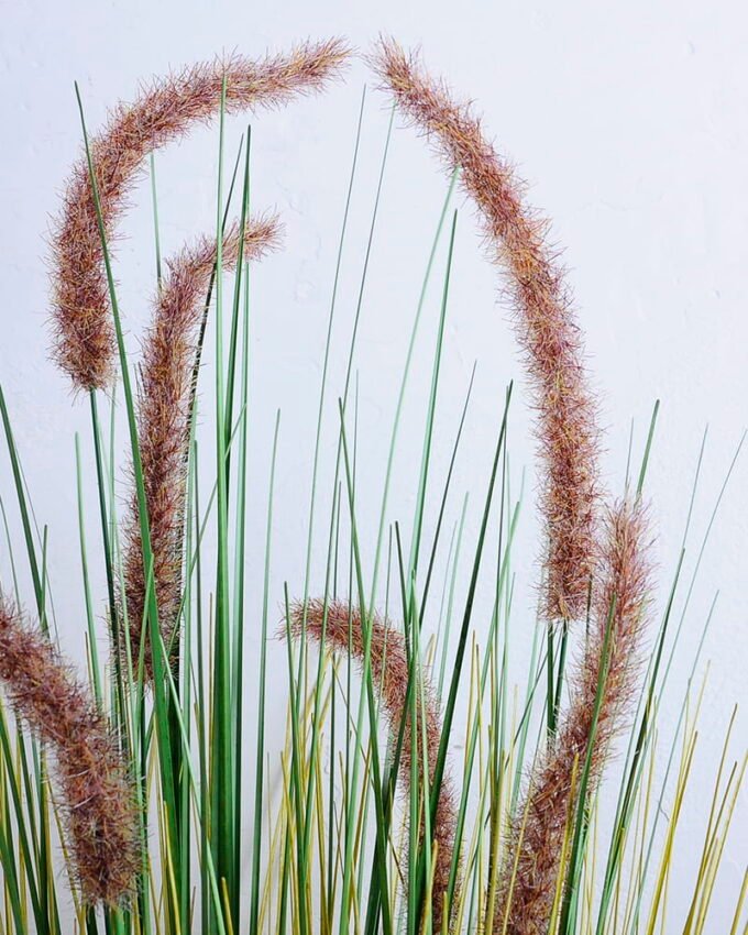 Artificial Grass 50*44*86CM Bristlegrass in plastic pot GS-45720049