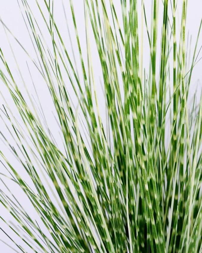 Artificial Grass 40*38*61CM Grass in plastic pot GS-45720029