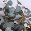 Artificial Plant 34*30*43CM Eucalyptus bush*11 GS-30920003