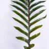 Artificial Plant 32*151CM Kwai leaf GS-48620017
