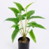 Artificial Plant 38*38*38CM  Leaves in plastic pot GS-06020007