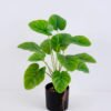 Artificial Plant 30*30*38CM Monstera leaves in plastic pot GS-06020004