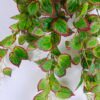 Artificial Plant 38*75CM Perilla leaves hanging*9 GS-46920032