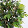Artificial Tree 53CM Banyan bonsai in Plastic Pot GS-0339731-G2