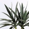 Artificial Tree 60*50*100CM Agave tree GS-43420007
