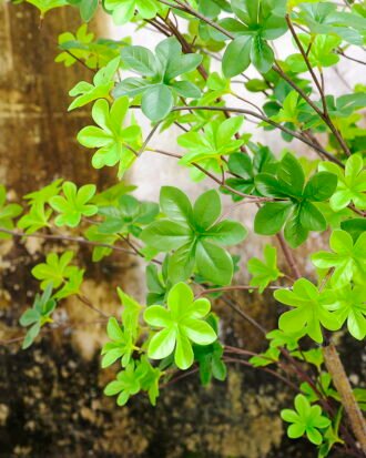 Artificial Tree 130*110*210CM Flippers tree GS-43420001