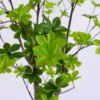 Artificial Tree 60*60*120CM Flippers tree GS-43420004