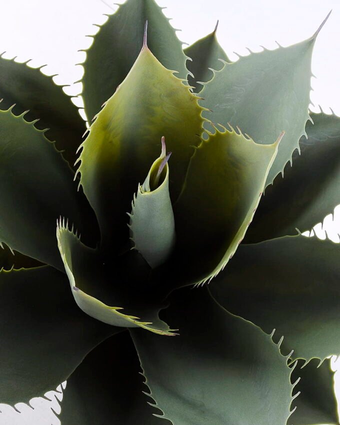 Artificial Tree 48*51CM Potted Tree In Plastic Pot/Lvs17 GS-59520024-G2