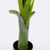 Artificial Tree 70*81*118CM Potted banana tree/lvs7 GS-30420022