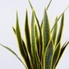 Artificial Tree 60*90CM Sansevieria in plastic pot/27LVS GS-59520034