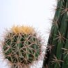 Artificial succulent 27*19*120CM Cactus in plastic pot GS-48520040