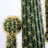 Artificial succulent 33*20*155CM Cactus in plastic pot GS-48520041