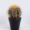 Artificial succulent 11*11*18CM Cactus in plastic pot GS-48520043-K1