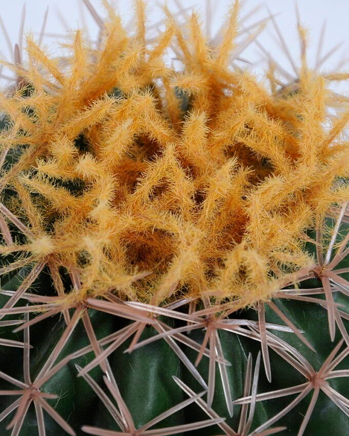 Artificial succulent 11*11*18CM Cactus in plastic pot GS-48520043-K1