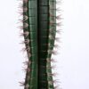 Artificial succulent 16*16*157CM Cactus in plastic pot GS-48520052