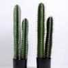 Artificial succulent Cactus in plastic pot GS-48520053_2 Artificial succulent 17*15*71CM Cactus in plastic pot GS-48520053