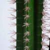 Artificial succulent Cactus in plastic pot GS-48520053_3 Artificial succulent 17*15*71CM Cactus in plastic pot GS-48520053