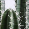 Artificial succulent 18*18*90CM Cactus in plastic pot GS-48520054
