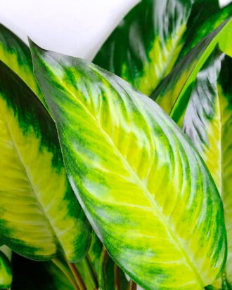 Artificial succulent 50*89cm Everygreen spray GS-48320040