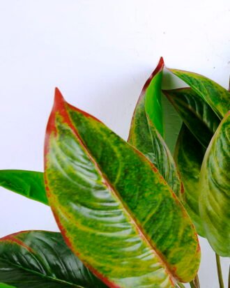 Artificial succulent 50*89cm Everygreen spray GS-48320042