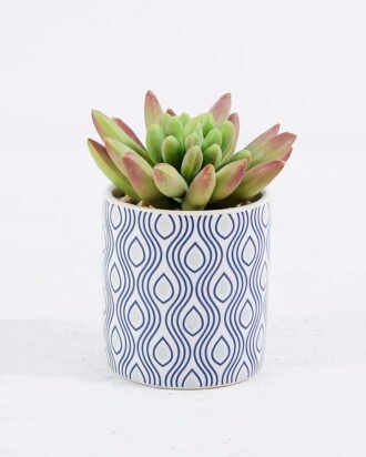 Artificial succulent 8.5*8.5*10cm Succulent plants in Ceramic pot GS-51720198 Succulent YeahFlower is one of Chinese leading OEM manufacturers and exporters , supplying the silk flowers, wholesale artificial trees Artificial succulent 8.5*8.5*10cm Succulent plants in Ceramic pot GS-51720198