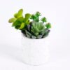 Artificial succulent 14*12*14CM Succulent plants in ceramic Pot GS-51720146