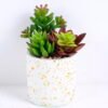 Artificial succulent 13*12*14CM Succulent plants in ceramic Pot GS-51720147