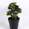 Artificial succulent 20*18*30CM Succulent plants in plastic pot GS-51720133