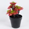Artificial succulent 16*15*23CM Succulent plants in plastic pot GS-51720135