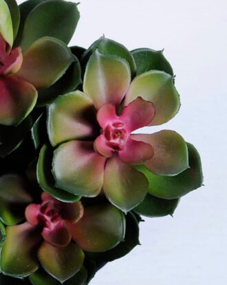 Artificial succulent 19*19*24CM 19*19*24CM Succulent plants in plastic pot GS-51720138