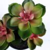 Artificial succulent 17*14*22CM Succulent plants in plastic pot GS-51720141