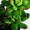 Artificial succulent 14*9*22CM Succulent plants in plastic pot GS-51720142