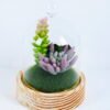 Artificial succulent succulent plants in glass pot GS-51720172_1 Artificial succulent 10*10*17cm succulent plants in glass pot GS-51720172