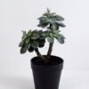 Artificial succulent succulent plants in plastic pot GS-51720124