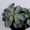 Artificial succulent succulent plants in plastic pot GS-51720124