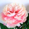 Artificial Flower 15*58CM Peony Spray*2 GS-26220036-P3