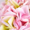 Artificial Flower 18 56CM Single hydrangea GS-60020002-Z3_6 Artificial Flower 18*56CM Single hydrangea GS-60020002-Z3