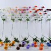 Artificial Flower 19*75CM Mum spray*5 GS-26220066-R2