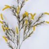 Artificial Flower 28*70CM Bristlegrass Spray*19 GS-26220029-Y1
