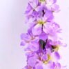 Artificial Flower 8*45CM Single delphinium GS-29820006-Z1