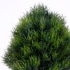 Artificial Plant 13*13*20CM Pinetree In Plastic Pot GS-60220001