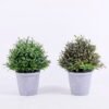 Artificial Plant 15*15*20CM Grass in plastic pot GS-60220006