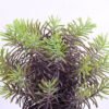 Artificial Plant 20*20*25CM Grass in plastic pot GS-60220007