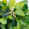 Artificial Plant 26*24*27CM Vein leaves bush*7/lvs42 GS-29820007