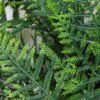 Artificial Plant 35*34*50CM grass bush*7 GS-54420004