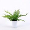 Artificial Plant 37*37*30cm Plastic Fern in Ceramic pot GS-03320125